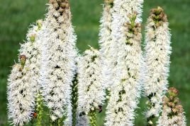 Liatra kłosowa Alba Liatris spicata P9