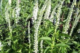 Przetacznik długolistny Schneeriesin Veronica longifolia C2