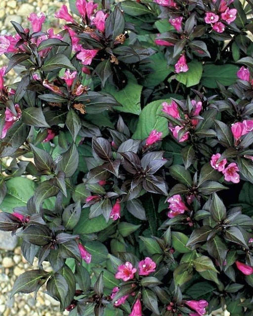 Krzewuszka cudowna Minor Black PBR Weigela florida C5