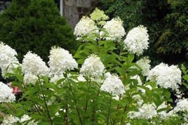 Hortensja bukietowa Grandiflora Hydrangea paniculata C3
