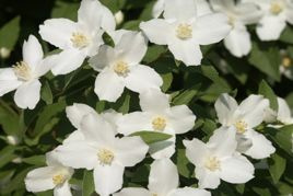 Jaśminowiec Silberregen Philadelphus Silver Shower P9