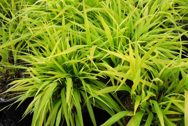 Hakonechloa smukła All Gold Hakonechloa macra C2