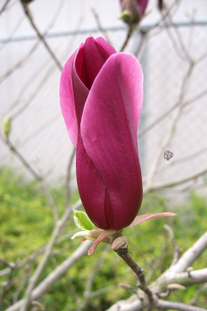 Magnolia Susan Magnolia C2