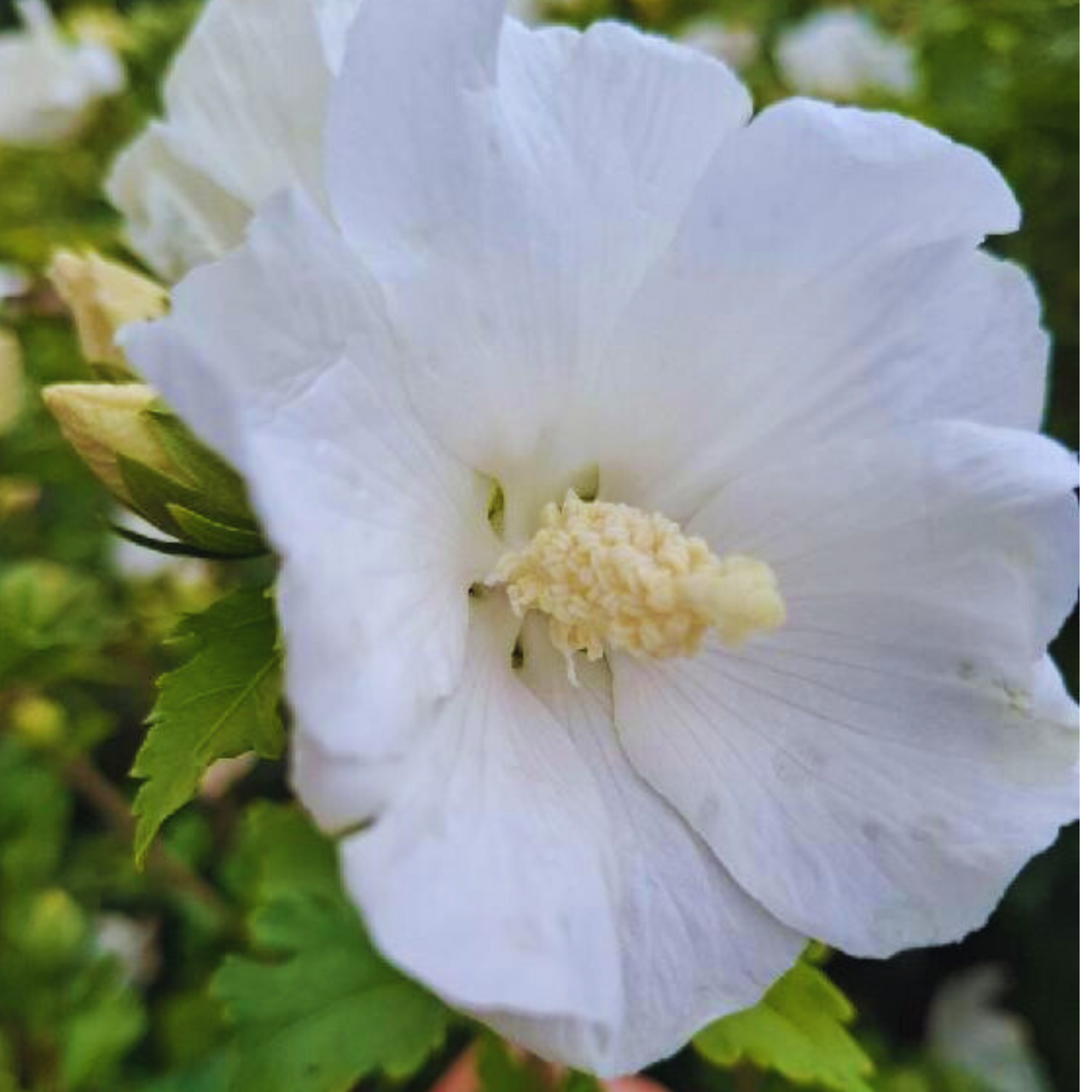 Ketmia syryjska Eleonore PBR Hibiscus syriacus C7,5