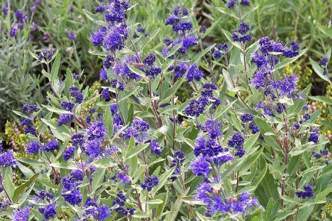 Barbula klandońska Kew Blue Caryopteris clandonensis C2