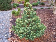 Sosna drobnokwiatowa Fukai Pinus parviflora C5