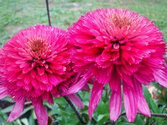 Jeżówka Southern Belle PBR Echinacea C2