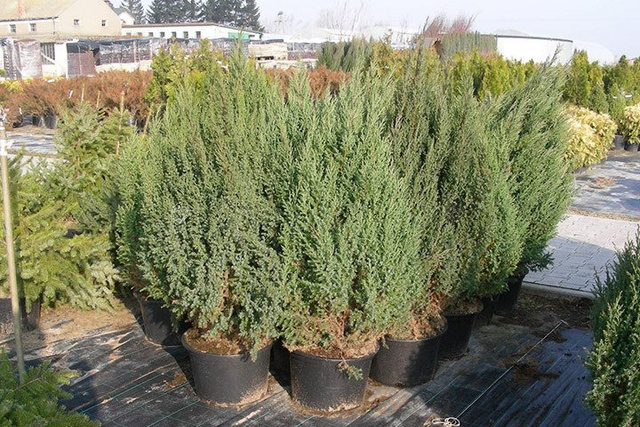 Jałowiec chiński Stricta Juniperus chinensis C5