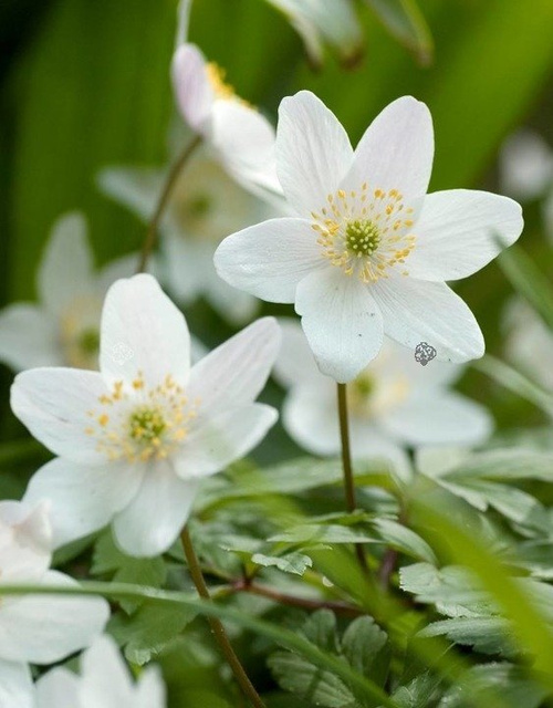 Zawilec gajowy Anemone nemorosa P9