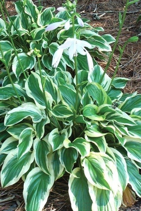 Funkia So Sweet Hosta P13