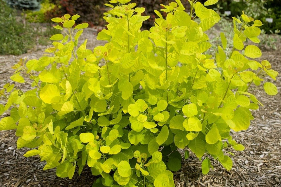 Perukowiec podolski Golden Spirit Ancot PBR Cotinus coggygria C2