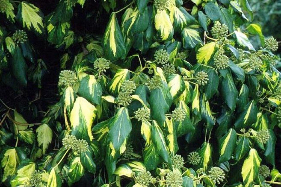 Bluszcz kolchidzki Sulphur Heart Hedera colchica P9