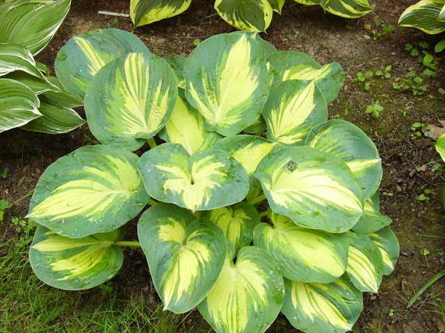 Funkia Great Expectations Hosta P9