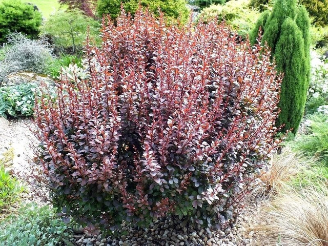 Berberys Thunberga Dart's Red Lady Berberis thunbergii C2