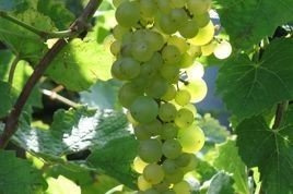 Winorośl Aurora Vitis C2