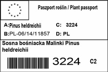 Sosna bośniacka Malinki Pinus heldreichii