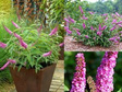 Budleja Pink Micro Chip PBR Buddleja