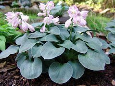 Funkia Blue Mouse Ears Hosta C2