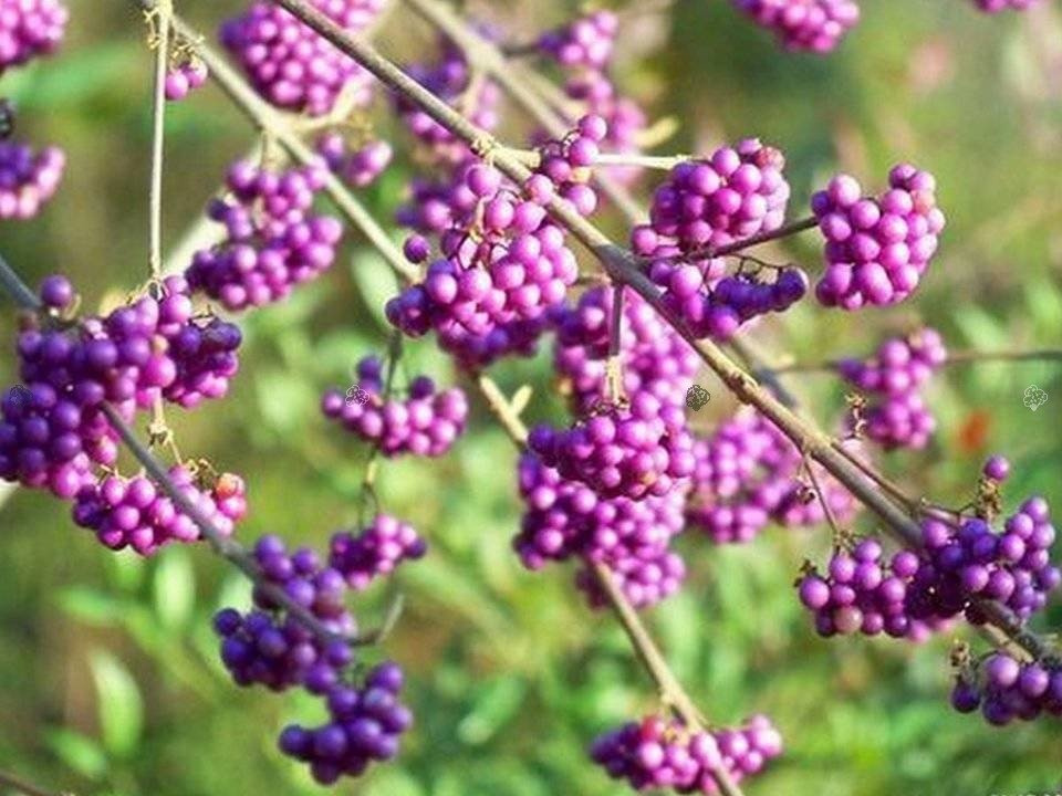 Pięknotka Bodiniera Autumn Glory Callicarpa bodinieri C3