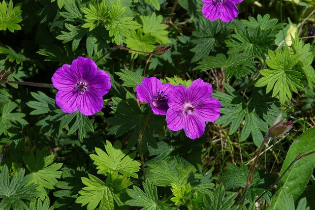 Bodziszek czerwony Leeds Variety Geranium sanguineum P9