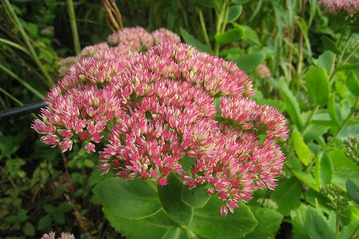 Rozchodnik kaukaski Variegatum Sedum spurium P9