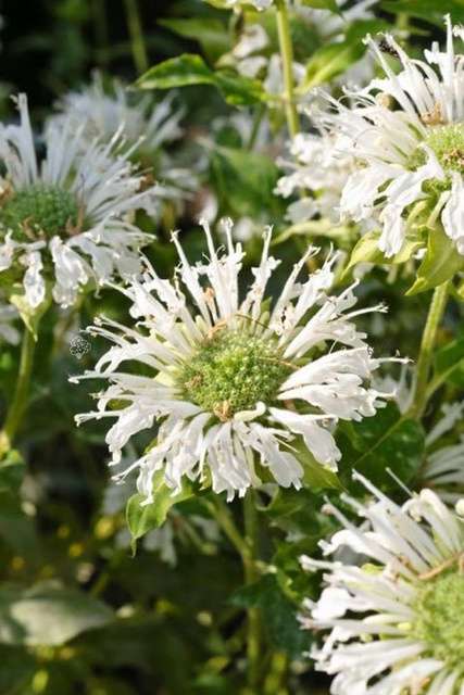 Pysznogłówka ogrodowa Schneewittchen Monarda hybrida P9