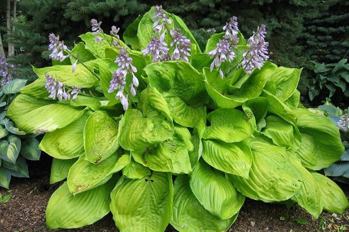 Funkia Sum and Substance Hosta 