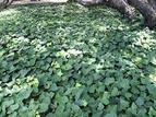 Bluszcz kanaryjski Hedera canariensis P9