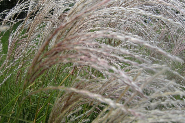 Miskant chiński Yakushima Dwarf Miscanthus sinensis