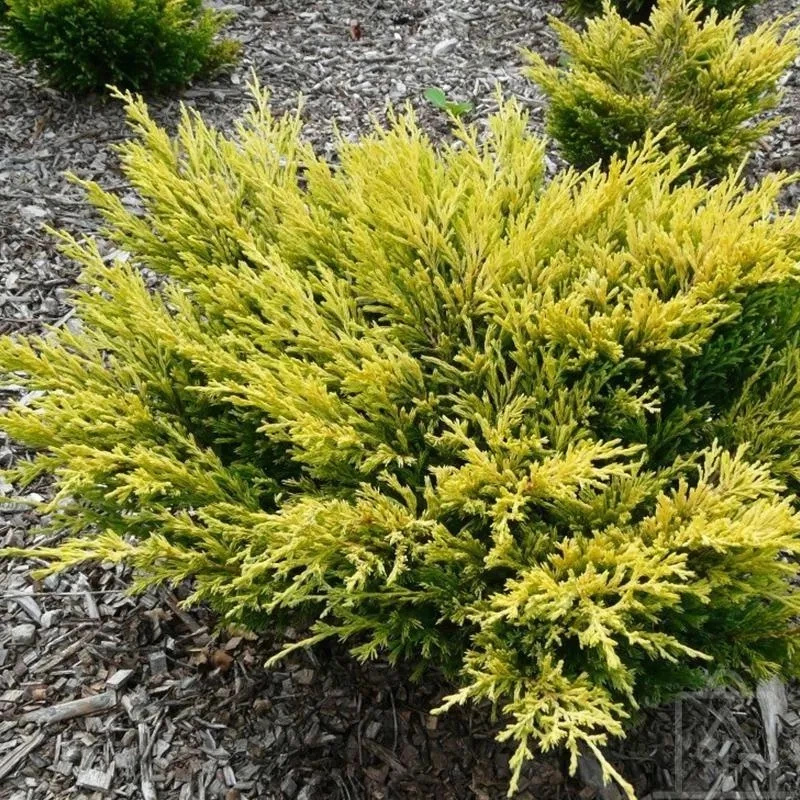 Jałowiec płożący Limeglow Juniperus horizontalis C2
