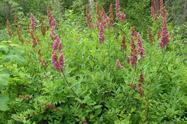 Tawuła Douglasa odm. Menziesa Spiraea douglasii var. menziesii P9
