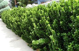 Trzmielina japońska Microphyllus Euonymus japonicus C2