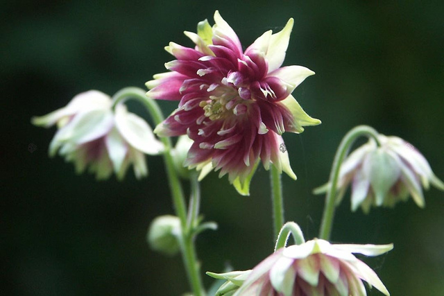 Orlik pospolity Nora Barlow Aquilegia vulgaris C2