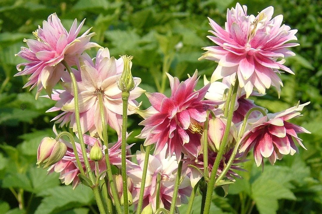 Orlik pospolity Nora Barlow Aquilegia vulgaris C2