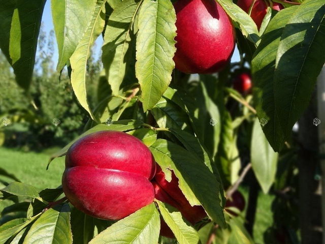 Śliwobrzoskwinia Kubań Prunus domestica