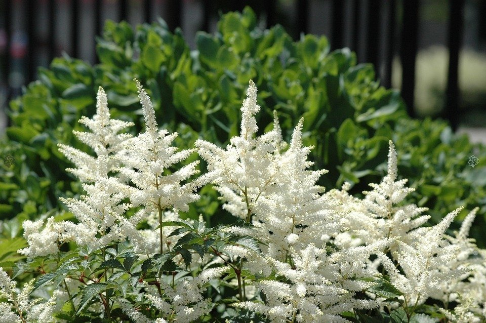 Tawułka White Sensation Astilbe C2