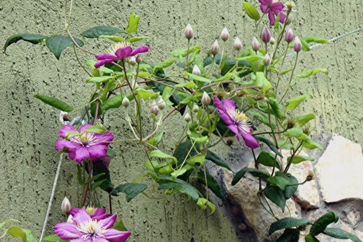 Powojnik Ville de Lyon Clematis C2
