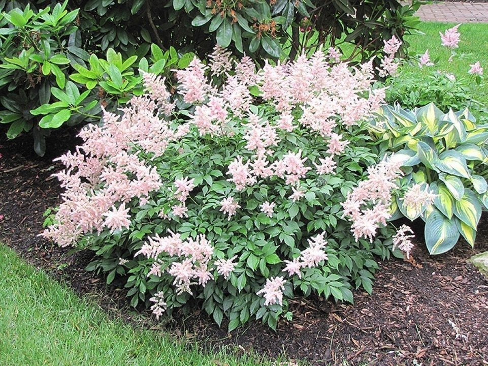 Tawułka japońska Peach Blossom Astilbe japonica P9