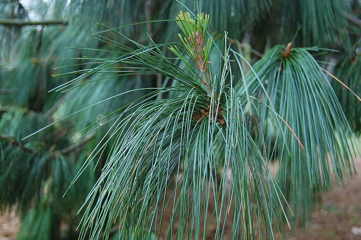 Sosna Himalajska Pinus wallichiana P9