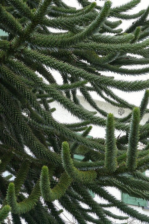 Araukaria chilijska C2