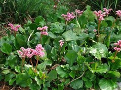 Bergenia sercowata Bergenia cordifolia P9