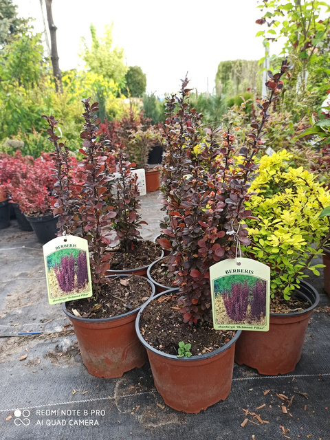 Berberys Thunberga Helmond Pillar Berberis thunbergii C2