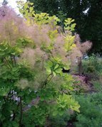 Perukowiec podolski Golden Lady PBR Cotinus coggygria C3