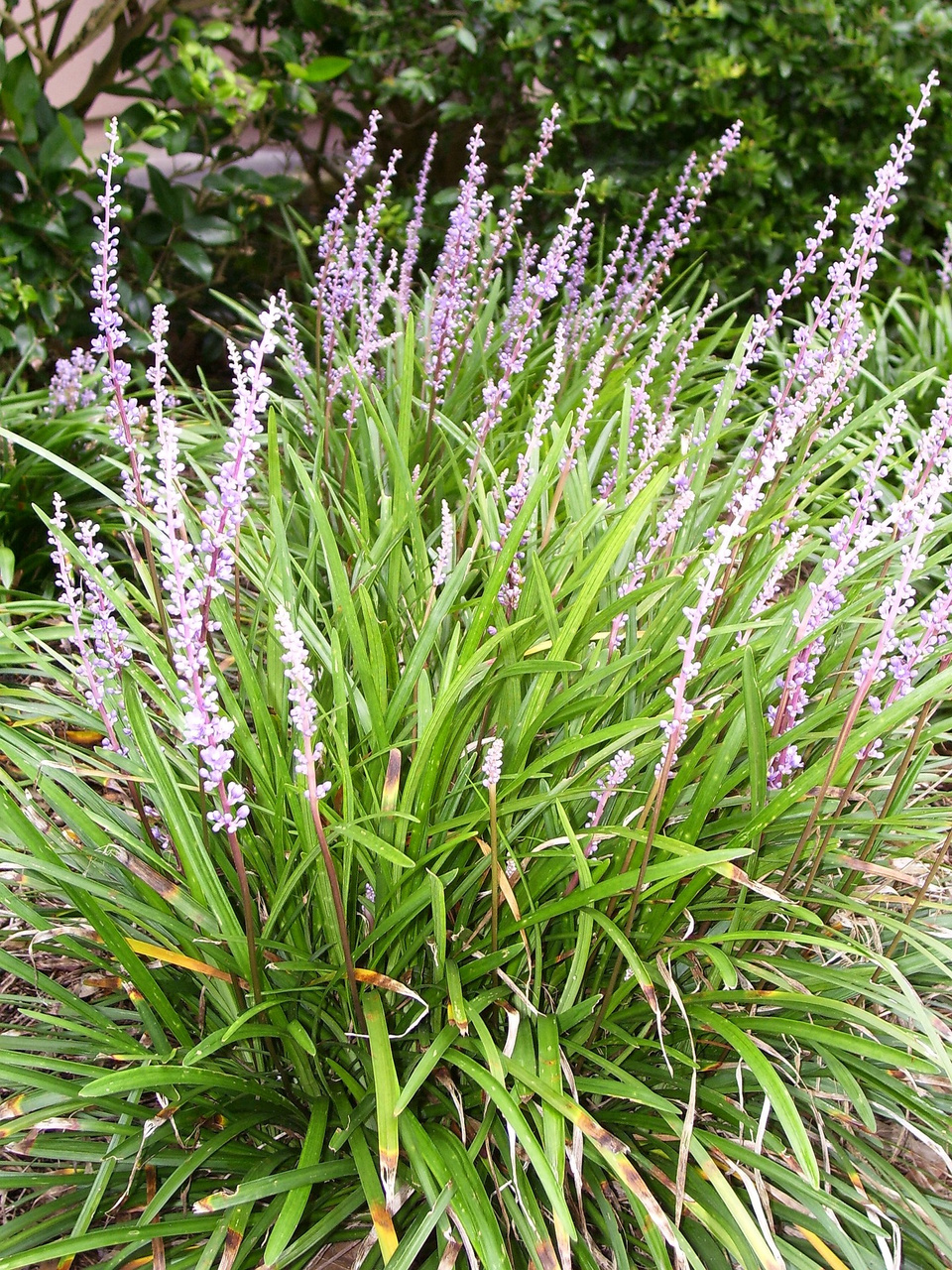 Liriope szafirkowata Big Blue Liriope muscari C2