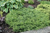 Jałowiec pospolity Repanda Juniperus communis P9