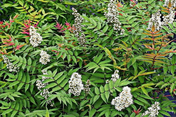 Tawlina jarzębolistna Sem PBR Sorbaria sorbifolia C2