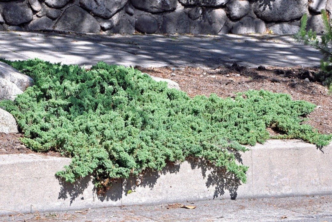 Jałowiec rozesłany Nana Juniperus procumbens P9