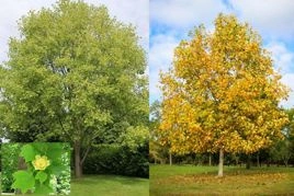 Tulipanowiec amerykański Liriodendron tulipifera P9