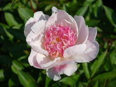 Piwonia Do Tell Paeonia C2