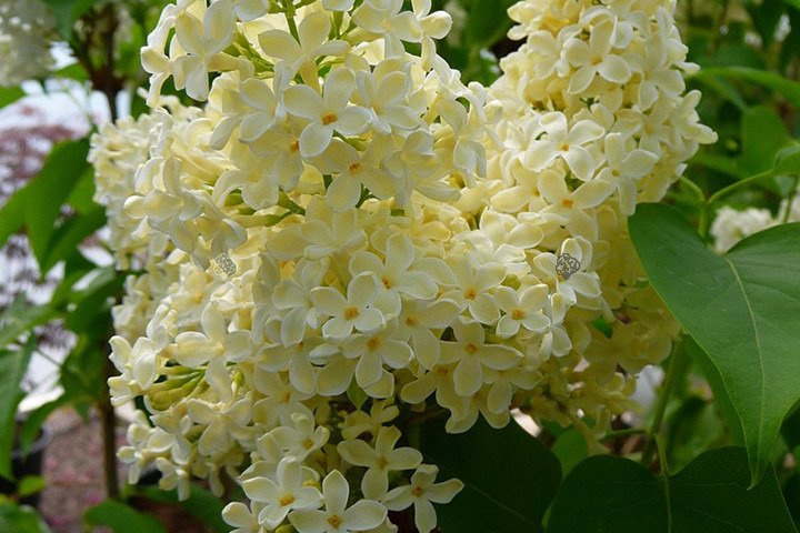 Lilak pospolity Primrose Syringa vulgaris C2